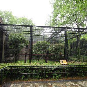 White-browed Gibbon Enclosure - 16/04/2016