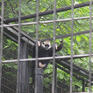 White-capped Langur  - 16/04/2016