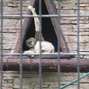White-browed Gibbon - 16/04/2016