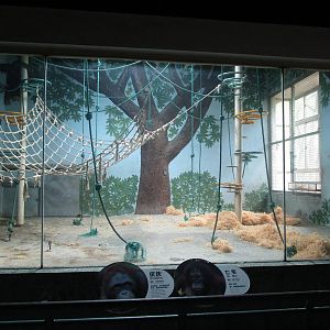 Bornean Orangutan Indoor Enclosure - 16/04/2016