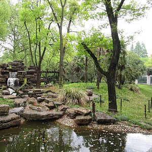 Bornean Orangutan Outdoor Enclosure - 16/04/2016