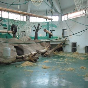 Gorilla Indoor Enclosure - 16/04/2016