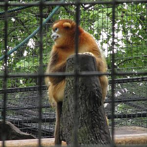 Golden Snub-nosed Monkey - 16/04/2016