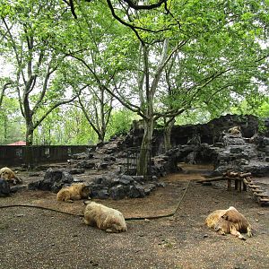 Sichuan Takin Enclosure - 16/04/2016