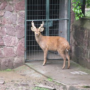 Hog Deer - 16/04/2016