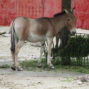 Mongolian Wild Ass - 16/04/2016