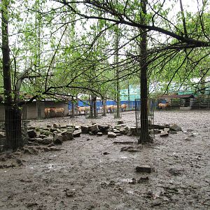 Przewalksi's Horse Enclosure - 16/04/2016