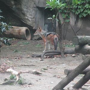 Black-backed Jackal - 16/04/2016