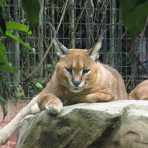 Caracal - 16/04/2016