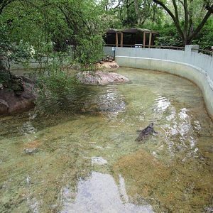 Northern Fur Seal Enclosure - 16/04/2016