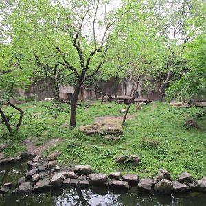 White Tiger Enclosure - 16/04/2016