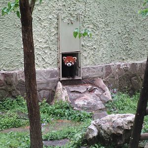Red Panda - 16/04/2016