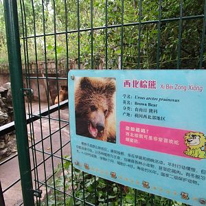 Himalayan Brown Bear - 16/04/2016