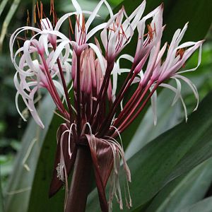 Flower in one of the Tropical halls