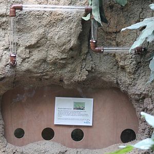 Part enclosure Leaf-cutter ants