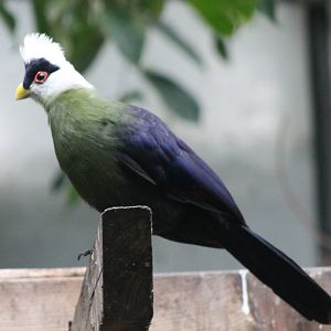 White-crested touraco