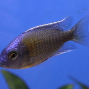 Cichlid ID