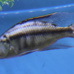 Dimidiochromis compressiceps