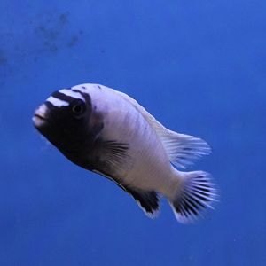 Polit cichlid, Pseudotropheus sp. "polit"