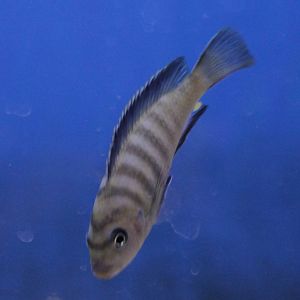 Cichlid ID