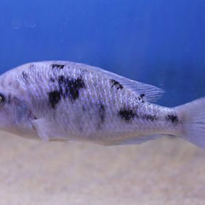 Blue dolphin cichlid