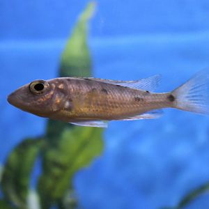 Cichlid ID