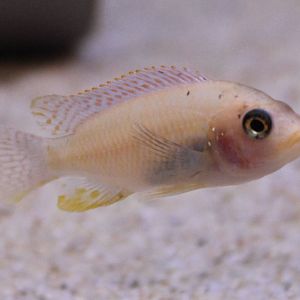 Cichlid ID