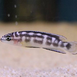 Julidochromis transcriptus