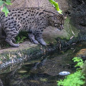 Fishing Cat