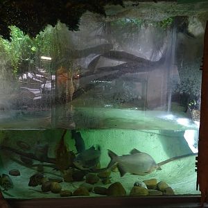 Zoo Jihlava 04/2016: Paca aquarium