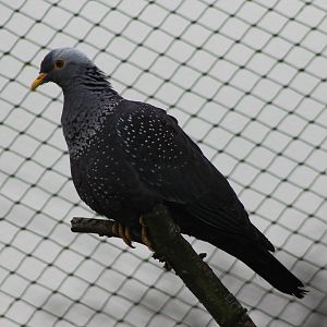 African olive pigeon- adult
