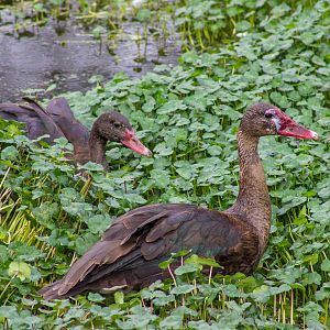 Black Spur-Winged Geese