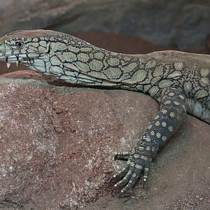 Perentie at LA Zoo 16th April 2016