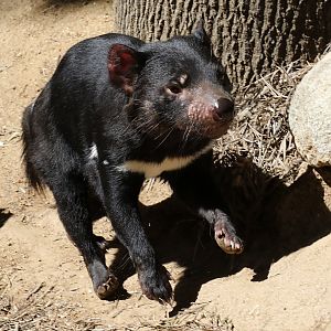 Tasmanian Devil at LA Zoo 16th April 2016