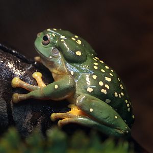 Magnificent Tree Frog at LA Zoo 16th April 2016