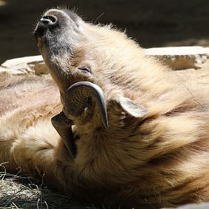 Sichuan Takin at LA Zoo 16th April 2016
