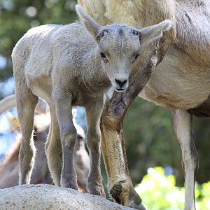 Desert Bighorn Sheep young at LA Zoo 16th April 2016