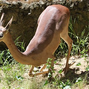 Gerenuk at LA Zoo 16th April 2016