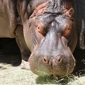 Hippo at LA Zoo 16th April 2016