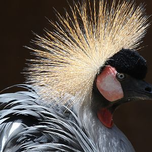 African Crowned Crane at LA Zoo 16th April 2016