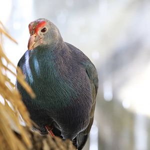 Purple Swamphen at LA Zoo 16th April 2016