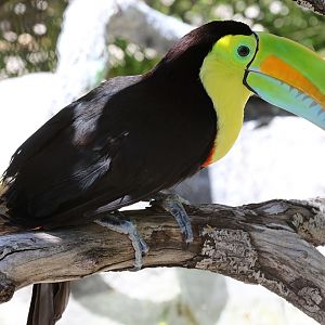 Keel-billed Toucan at LA Zoo 16th April 2016