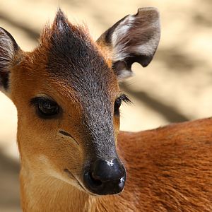 Red-flanked Duiker at LA Zoo 16th April 2016