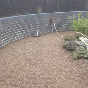 Penguin using new beach area, 12th April 2016