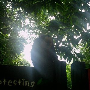 Singapore Zoo: circa 2010