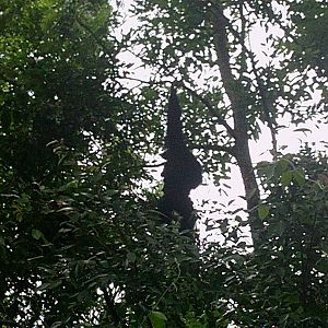 Singapore Zoo: circa 2010