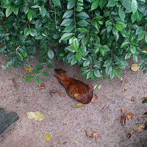 Singapore Zoo: circa 2010