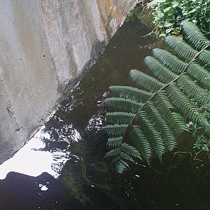 Singapore Zoo: circa 2010