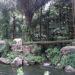 Singapore Zoo: circa 2010