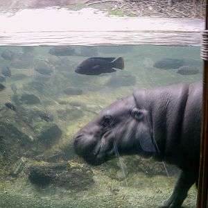 Singapore Zoo: circa 2010